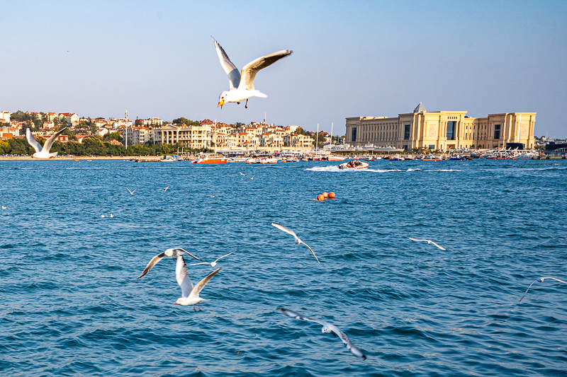 重慶導(dǎo)游桃花源(重慶的桃花源)